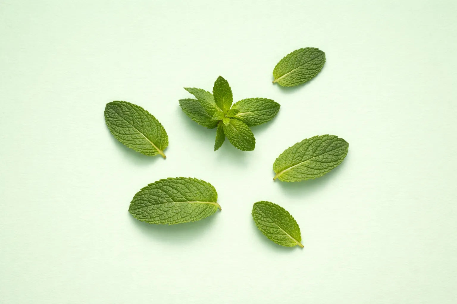 Green mint leaves on a light green background